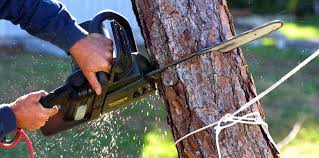 Best Tree Fertilization  in Windsor, CA