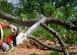 Best Storm Damage Tree Cleanup  in Windsor, CA